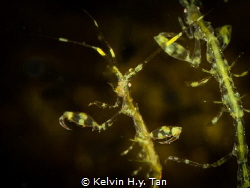 Yellow Skeleton Shrimp by Kelvin H.y. Tan 